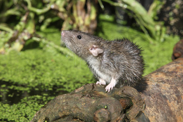 Brown rat, Rattus norvegicus