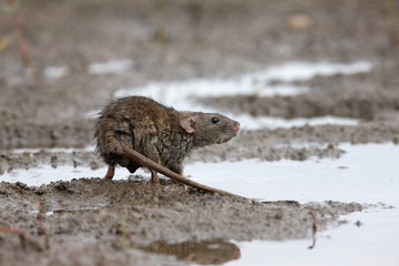 Brown rat, Rattus norvegicus