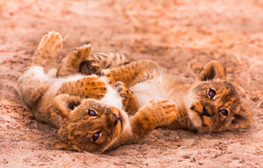 Cute Lion Cubs - 55023096