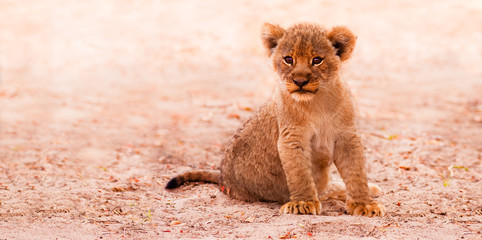 Cute Lion Cub - 55023257