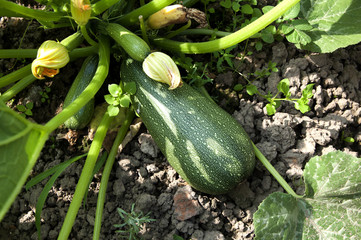 Obraz premium Zucchini in the garden