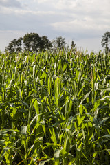 Fototapeta premium green corn field