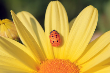 nymphe de coccinelle sur fleur jaune © neko92vl
