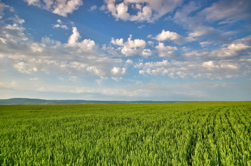 Obraz premium wheat field
