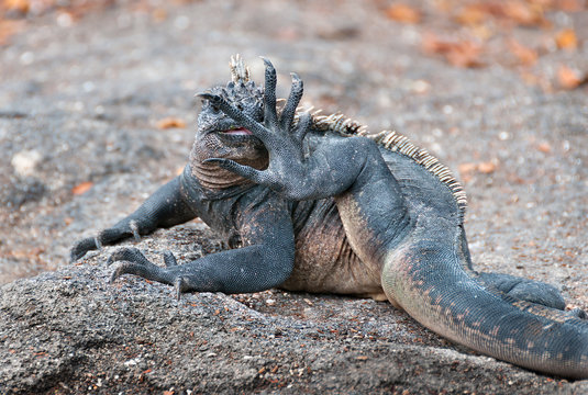 Galapagos marine iguana licking its foot.