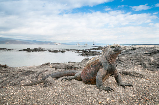 Galapagos marine iguana alert on the beach