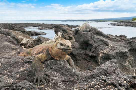 Galapagos marine iguana on a rocky outcrop