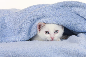 Weißes Kätzchen auf blauer Decke - kitten on blue blanket