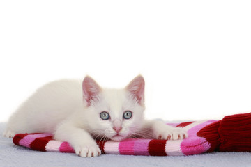 Fototapeta na wymiar Mały kotek na termofor - hot kotek na butelki