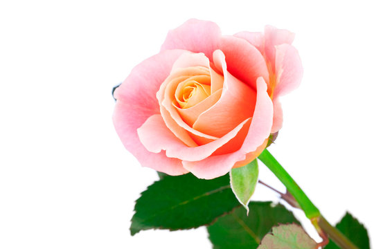 pink rose with leaves isolated on white