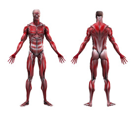 Male Musculature