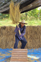 The traditional way of threshing grain in Thailand.