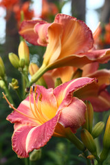 Naklejka premium Hemerocallis flowers.