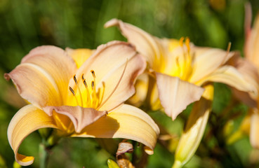 Obraz premium Beautiful fresh lilies