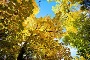 Fototapeta premium Autum Colors in the Park