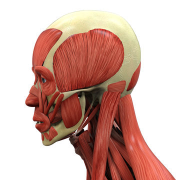 Human Face Anatomy