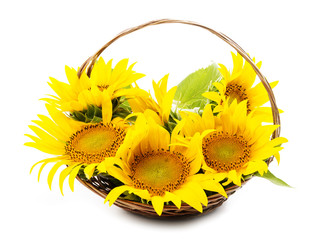 sunflowers in a basket - white background