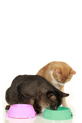 Futterneid bei Katzen - cat at food bowl