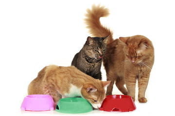 Futterneid bei Katzen - cat at food bowl
