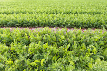 Field of young carrots