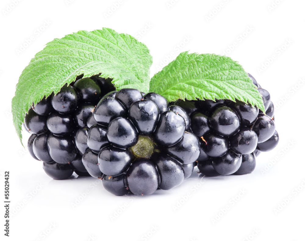 Canvas Prints blackberry with leaves isolated on white