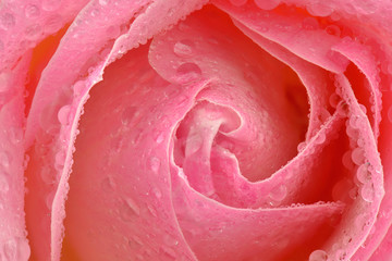 Piękna mokra róża