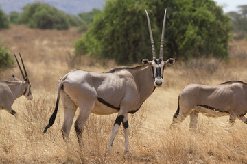 Antelope beisa oryx standing on yellow grass