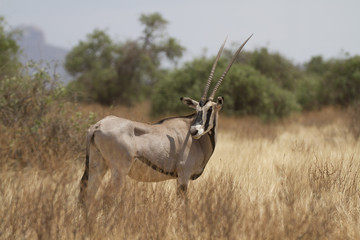 Antelope beisa oryx standing on yellow grass