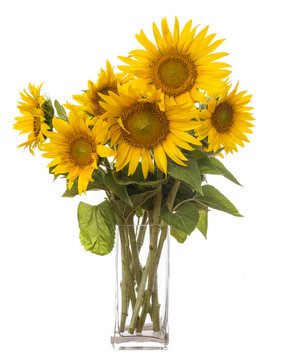 Fototapeta a big bunch of sunflowers in a vase