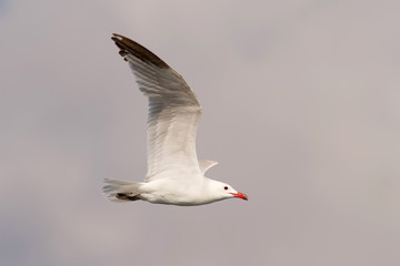 Fototapeta na wymiar Audouin's Gull Flying