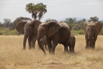 Familiar herd of african elephants in the savannah