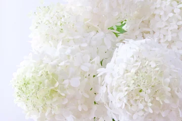 Photo sur Aluminium Hortensia Fleurs d& 39 hortensia blanc flou fond. DOF peu profond