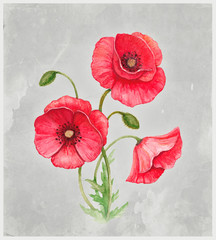 Watercolor illustration of poppy flower