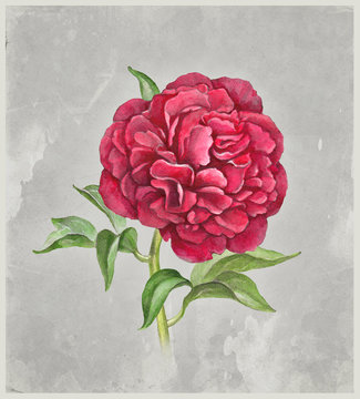Watercolor peony flower. Perfect for greeting card