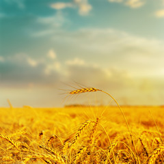 golden harvest under cloudy sky on sunset