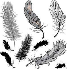 Set of  illustration feathers