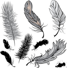 Obraz premium Set of illustration feathers