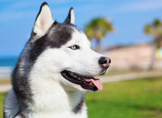 adorable husky at park on sunny day