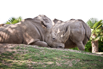Obraz premium Rhinocéros couché