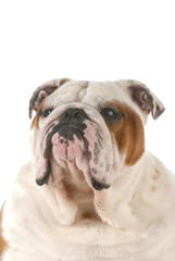 Obraz premium english bulldog