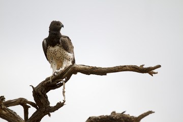 Lone martial eagle perched on a tree branch