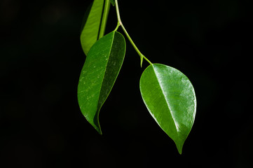Leaves in the dark