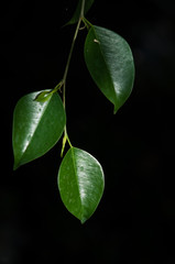 Leaves in the dark