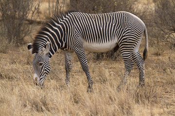 Fototapeta na wymiar Lone Grevy´s zebra stallion