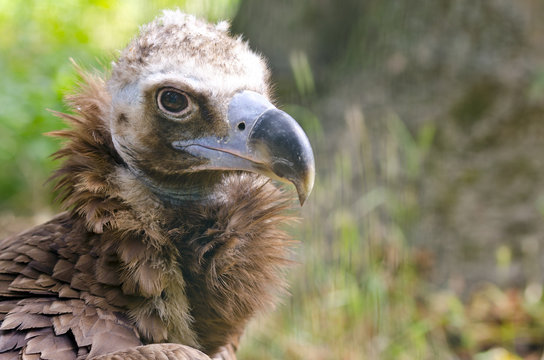 Cinereous Vulture