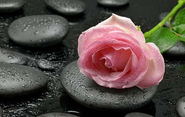 Róża na kamieniu bazaltowym