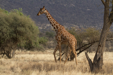 Lone reticulated giraffe walking