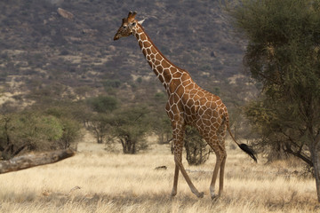 Lone reticulated giraffe walking