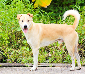 Thai dog in the garden, Thailand.