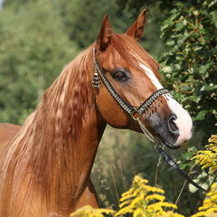 Portrait of nice arabian horse